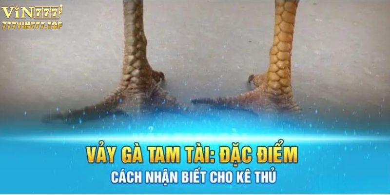 Đặc điểm vảy gà tam tài