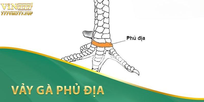 vảy gà phủ địa