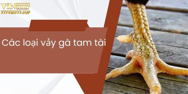 vảy gà tam tài