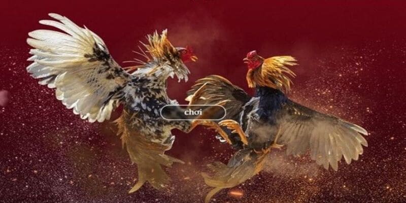 Tham gia đá gà tại nhà cái cực dễ dàng