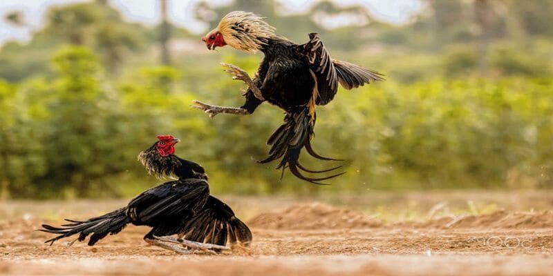 Tham gia đá gà Vin777 với nhiều lợi thế