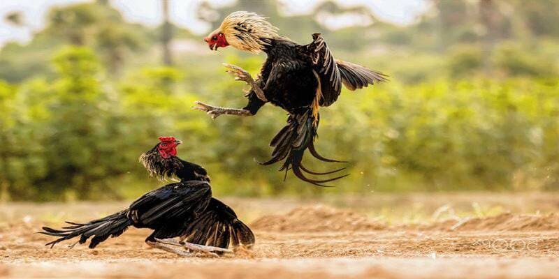 Nhà cái đảm bảo an toàn cho người cá cược đá gà
