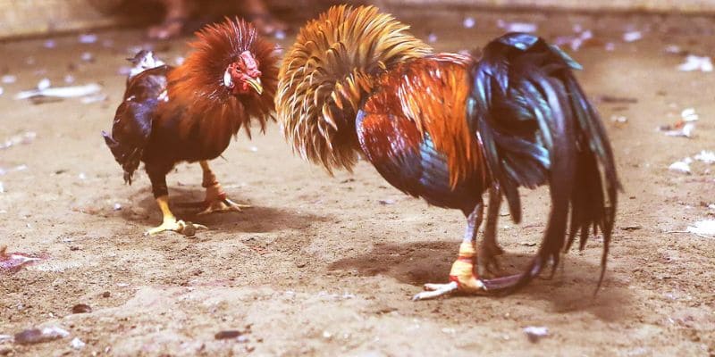 Đá gà tre được nhiều người ưa chuộng hàng đầu khu vực