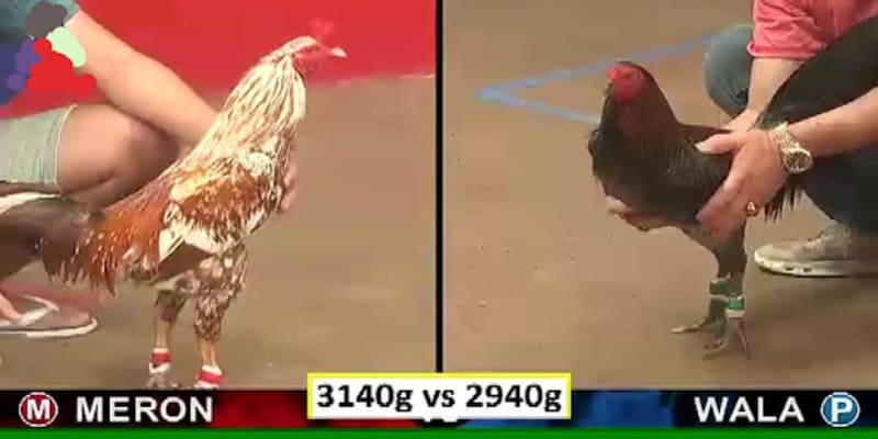 Meron luôn là lựa chọn lý tưởng của cược thủ