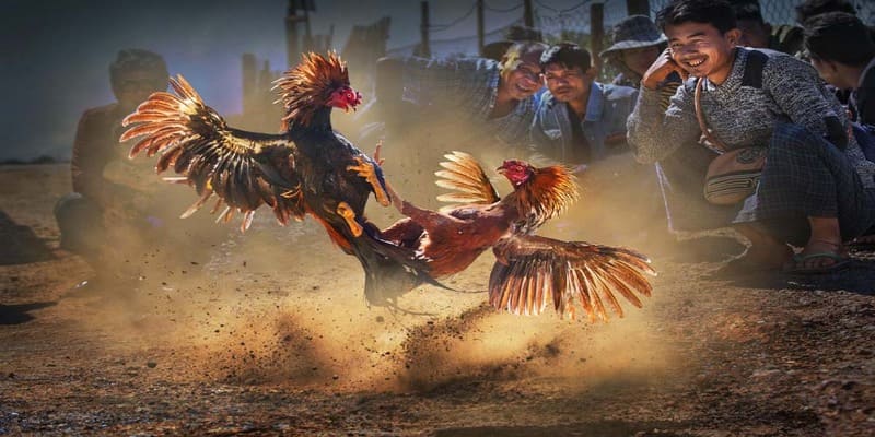 Tham gia cá cược đá gà với nhiều ưu đãi giá trị