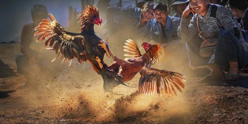 Bật mí mẹo soi kèo chọi gà từ những cao thủ hàng đầu