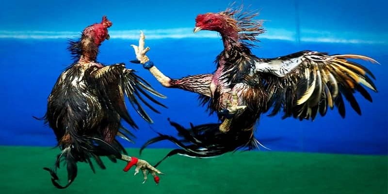 Các hình thức đá gà có trong hệ thống